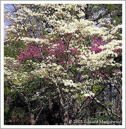 660108   A colorful montage of dogwood and redbud blossoms 